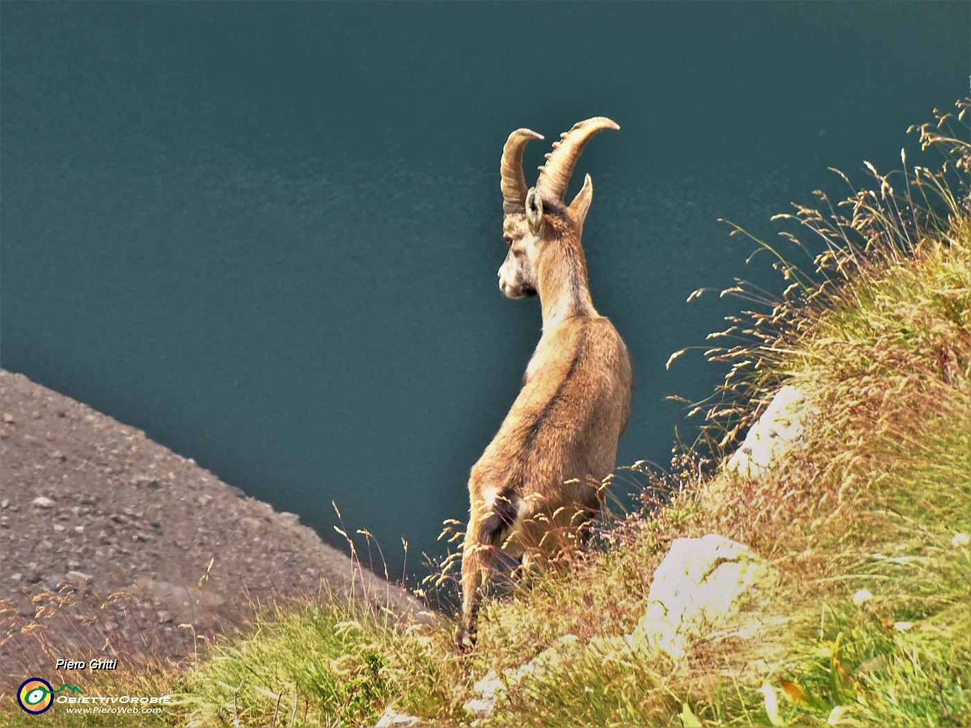 64 Un secondo stambecco disceso sui dirupi sovrastanti il Lago del Diavolo - zoom.JPG